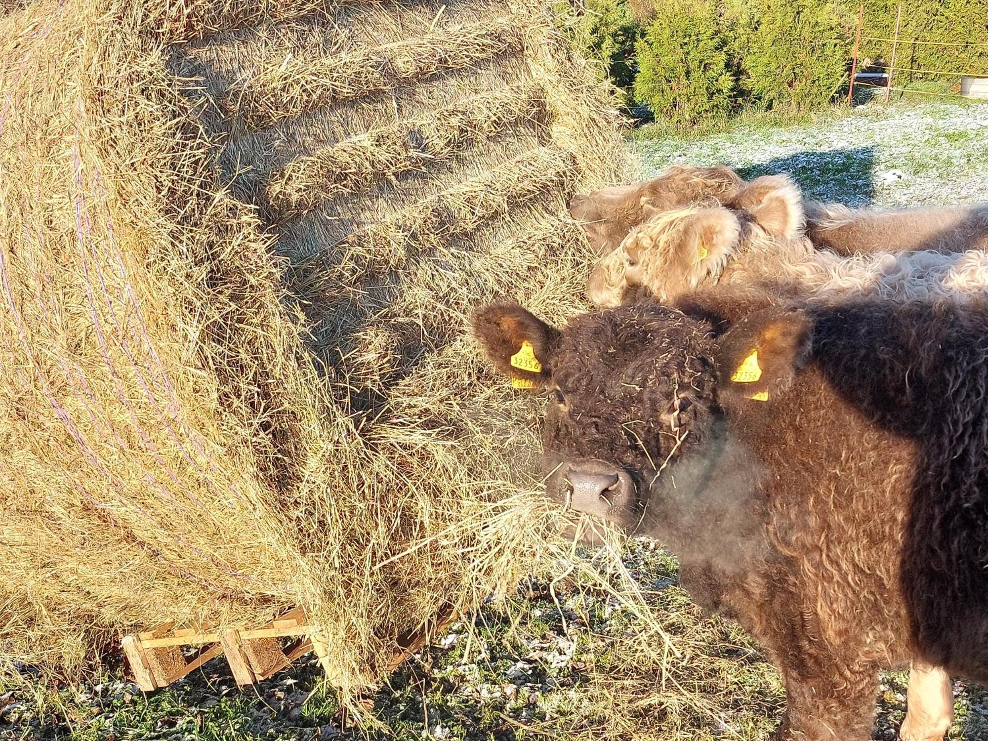 Ferienwohnung Auf Dem Land Dittersbach Luaran gambar